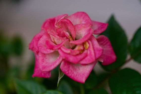 Juanatlantida82 en Hamelin: Flora  (Puerto de la Cruz), #Rosa 
