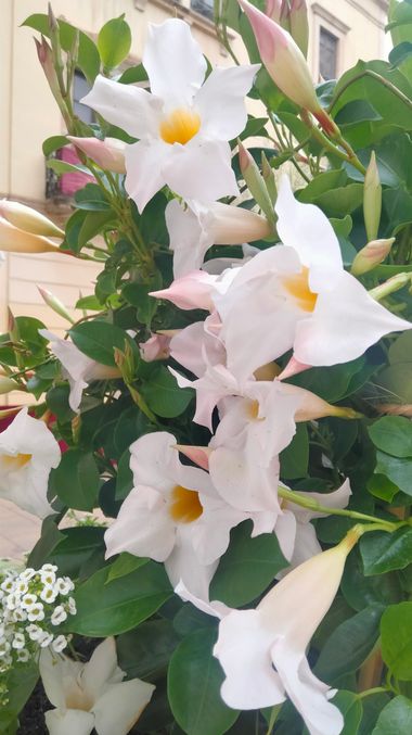Solerantonio2 en Hamelin: Flora  (Almeria), Mandevilla laxa, Planta