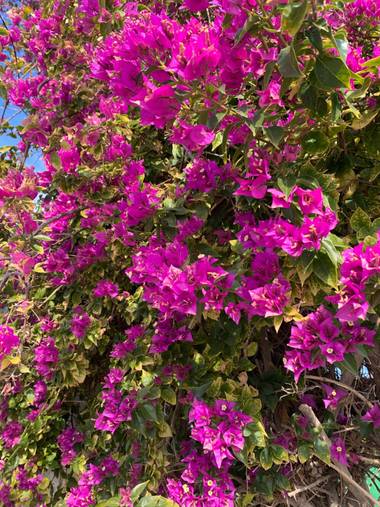 carogv1995 en Hamelin: Flora  (Albudeite), Bougainvillea glabra, #rosarosae #naturaleza 
Mira profundamente en la naturaleza y comprenderás todo mejor! ~Ei...