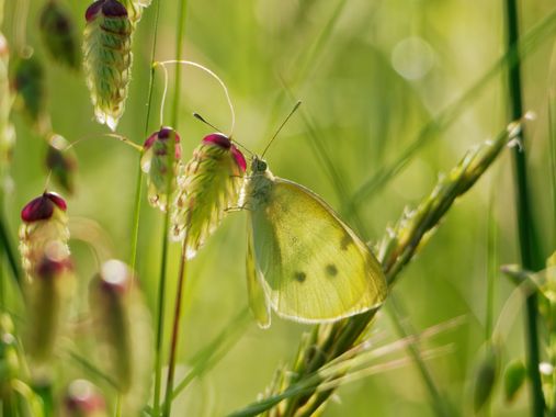 teresazarauza en Hamelin: Fauna  (Vila Nova de Cerveira), #mariposa.
