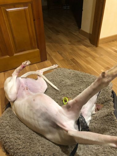Info en Hamelin: Fauna, Las posturas más recomendadas para un buen descanso by el galgo Hector