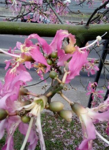 Supra3179 en Hamelin: Flora  (Vicente López), Ceiba speciosa, Tarde por la ciudad 