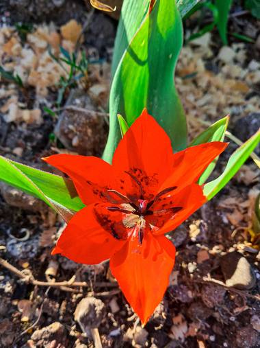 Marijohz en Hamelin: Flora  (Ezcaray), Tulipa praestans, Belleza roja en primavera ❤