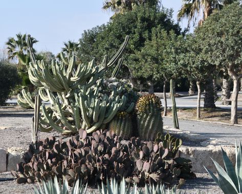 Solerantonio2 en Hamelin: Flora  (Almería), Planta