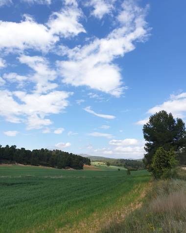 S.- en Hamelin: Paisaje  (Llíria), #Paisajes que me #recuerdan a la #CasaDeLaPadrera #🌳 #🌱

#Hierba #SeriePaisajes #Bucólico #MeEncanta #SitiosEspeciales...