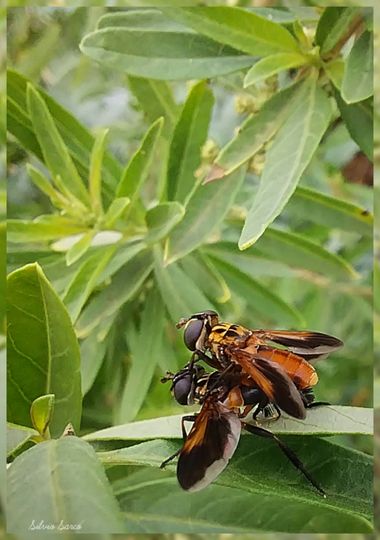 silviosarco en Hamelin: Fauna  (Buenos Aires), Trichopodas peninis Parásita insectos sobre todo chinches, se utiliza para control de plagas en legumbres.