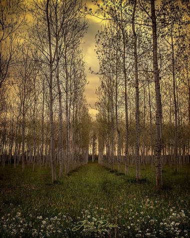 Justi en Hamelin: Paisaje  (Sils), Bosques de primavera!!!!🌲🌻🌲🌻