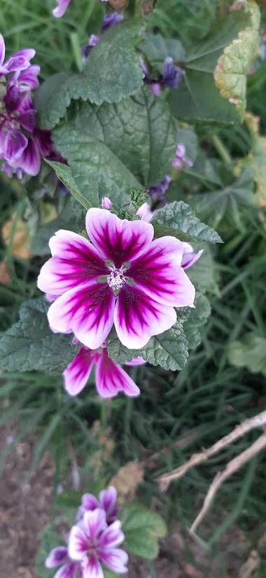 Ivancaicedo11 en Hamelin: Flora, Malva arborea, #margarita africana .