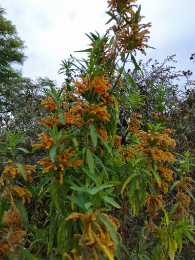 Solerantonio2 en Hamelin: Flora  (Almería), Leonotis leonurus, Flores del parque