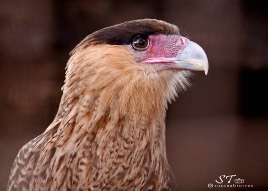 susanabtorres en Hamelin: Fauna  (Villa del Dique), Caracara plancus (J.F.Miller, 1777), 55 cm. Gutural y áspero. Con la cabeza volcada hacia atrás. Abdome...
