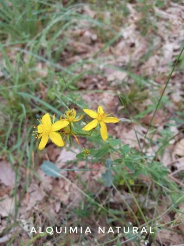 Alquimia Natural en Hamelin: Flora  (Real Sitio de San Ildefonso), Hypericum perforatum, #HierbaDeSanJuan 
#verano2022 
#cumplehamelin 