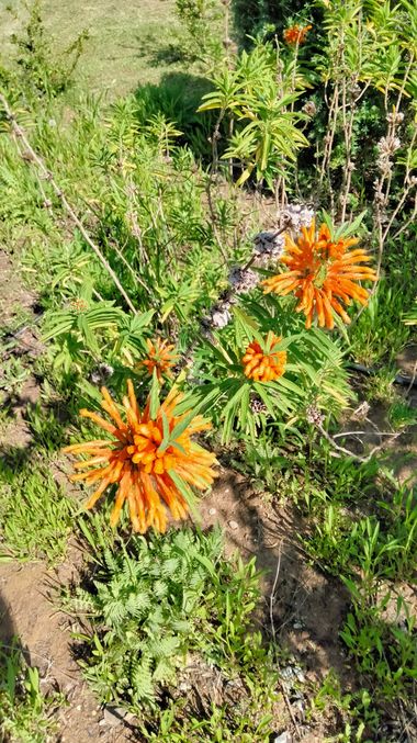 Solerantonio2 en Hamelin: Flora  (Almería), Leonotis leonurus, Planta