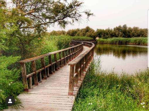 María G Terrones en Hamelin: Paisaje  (Daimiel), Cruzando las Tablas de Daimiel