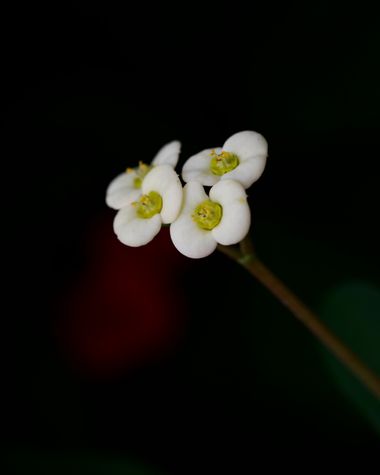 Juanatlantida82 en Hamelin: Flora  (Puerto de la Cruz), Flores 