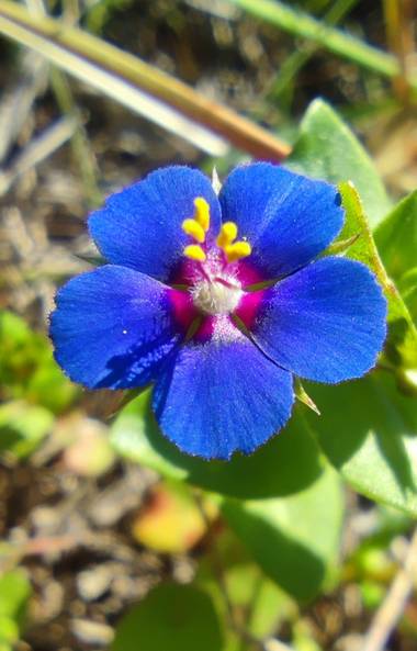 aidalzira en Hamelin: Flora  (Llíber), Lysimachia arvensis, Habita en terrenos cultivados, zonas baldías y dunas en toda Europa, donde es considerada una m...