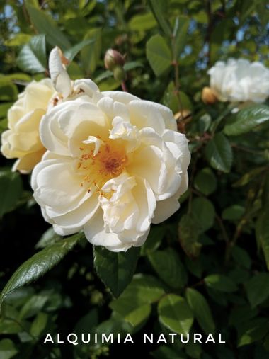 Alquimia Natural en Hamelin: Flora  (Marina de Cudeyo), Rosa chinensis, #primavera2022 
