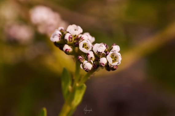 Rafa Malmagro  en Hamelin: Flora  (Aljaraque), #flora