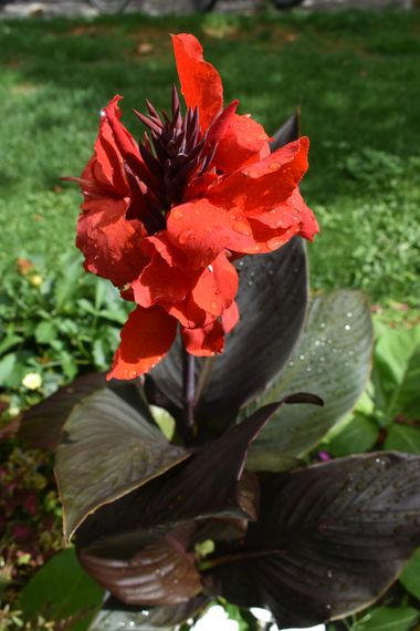 Solerantonio2 en Hamelin: Flora  (Polígono Noain-esquiroz Cl H), Planta