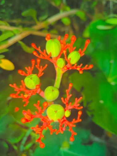 pastoressd en Hamelin: Flora, Jatropha podagrica