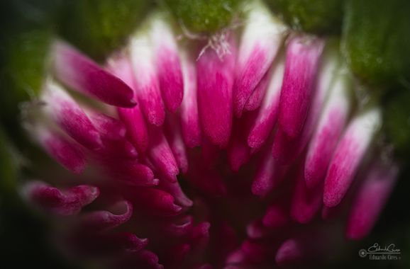 miradasbotanicas en Hamelin: Flora, #flora #naturaleza #macro #capítulo