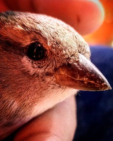 Navarroarevalomariateresa en Hamelin: Fauna  (Viesca), Passer domesticus, El gorrión común también llamado parral, está adaptado al hábitat urbano y muy ac...