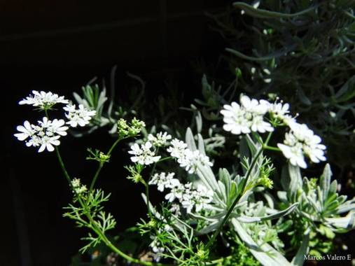 Marcos Valero Espinal  en Hamelin: Flora  (Navarra), Coriandrum sativum