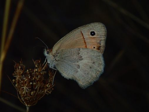 jesusmg99 en Hamelin: Fauna  (Rosalejo), #insectos #fauna #mariposa #lepidoptera 