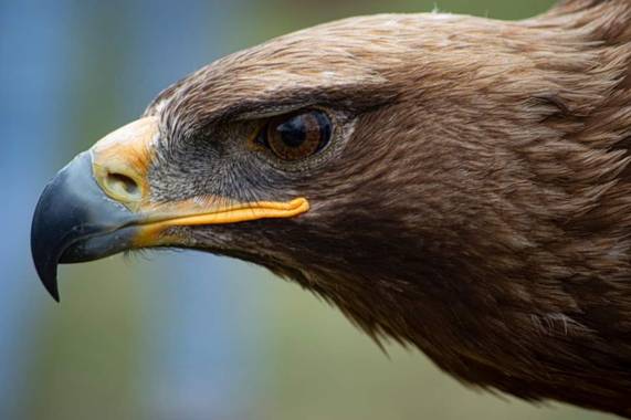 felipericorodriguez en Hamelin: Fauna  (Llanera), Aquila chrysaetos (Linnaeus, 1758), #Aves21