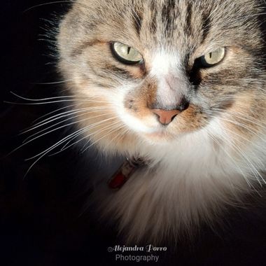 porroalejandra7 en Hamelin: Fauna, Mí amor peludo de cuatro patas Bethoven# animales#gatos
#fotografia#mamiferos#mascotas