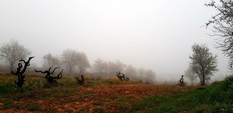 Agueda Animalista en Hamelin: Paisaje  (Sant Martí Sarroca), Dias de niebla 🌫 en #santmartisarroca #altpenedes #hamelin21 #paisajesdebarcelona