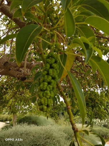 Solerantonio2 en Hamelin: Flora  (Almería), Phytolacca dioica, Planta