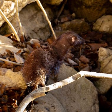 3pnoe6 en Hamelin: Fauna  (Sant Quirze Safaja), Alguien me podria decir que animal es?parece un Hurón