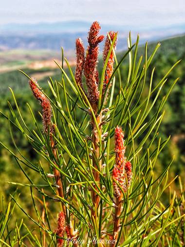 Vicky Álvarez  en Hamelin: Flora  (Orcajo), #planta
#naturaleza
#pueblo
#rural
#flor 
