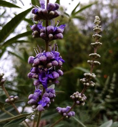 Navarroarevalomariateresa en Hamelin: Flora  (Viesca), Vitex agnus-castus, Esta es la floración de un árbol del cuál desconozco su nombre...me lo han regal...