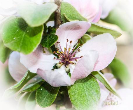 PEROMA_PHOTO en Hamelin: Flora  (Vélez-Málaga), Cydonia oblonga, Flor del membrillo 