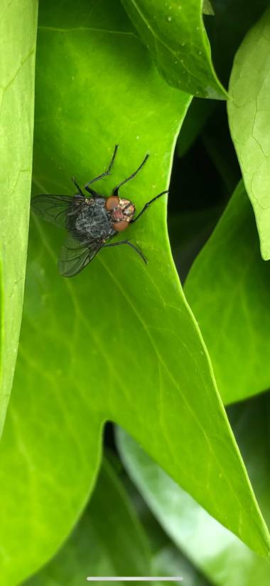 JoseDuboy en Hamelin: Fauna,  