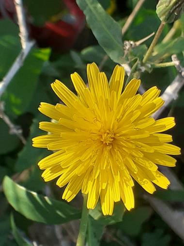 KDias en Hamelin: Flora, Sonchus tenerrimus, 😍
