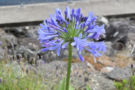 Solerantonio2 en Hamelin: Flora  (Avenida del Mediterráneo), Agapanthus africanus, Planta