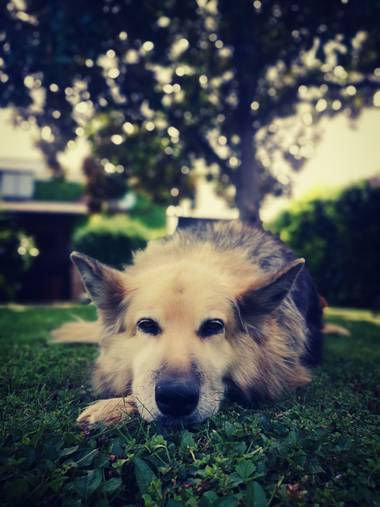 imagiaproducciones en Hamelin: Fauna  (Carracedelo), #perro #amigo #nobleza #compañia #naturaleza #descanso #otoño #parquesyjardines #ParquesyJardines