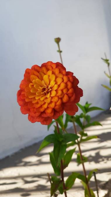 Sebastian_uva en Hamelin: Flora  (San Luis), Zinnia elegans, #flora21 