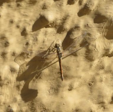 Solerantonio2 en Hamelin: Fauna  (Almería), Insecto