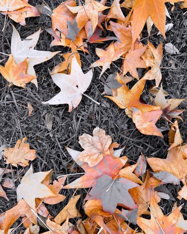 Eudimer20 en Hamelin: Flora, Liquidambar styraciflua, #hojas 