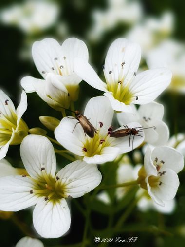 Eva.160968 en Hamelin: Flora  (Lasne), Cardamine amara, #flora #flor 