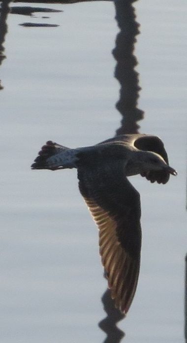 Solerantonio2 en Hamelin: Fauna  (Almería), Ave