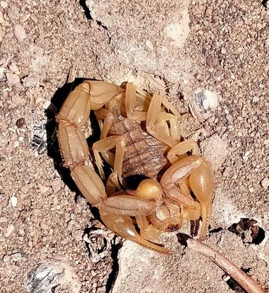 Solerantonio2 en Hamelin: Fauna  (El Pocico), Escorpión amarillo