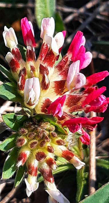 Jvizper en Hamelin: Flora, Anthyllis vulneraria, #flora21