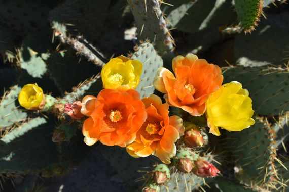 Solerantonio2 en Hamelin: Flora  (Camino de la Borraja), Chumberas