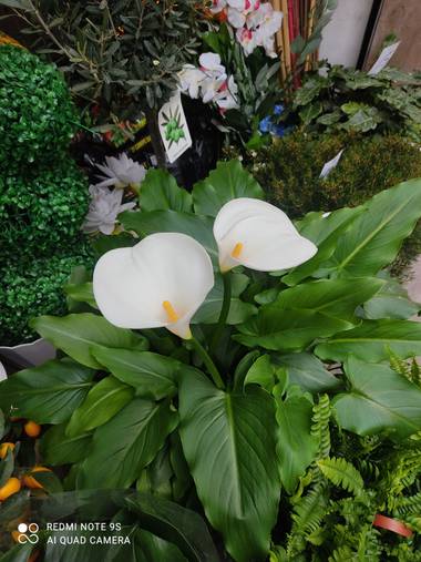 Kotufitabcnguan en Hamelin: Flora, Zantedeschia aethiopica