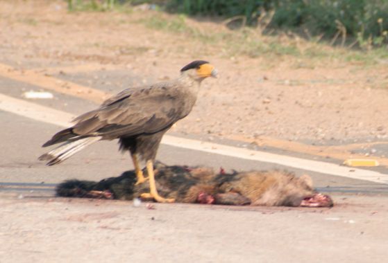 lourdes7895 en Hamelin: Fauna  (Moxos), Caracara plancus (J.F.Miller, 1777), #naturaleza  #fauna #aves21  