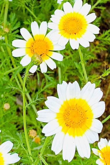 su en Hamelin: Flora  (Gelves), Glebionis coronaria, De paseo por el campo 